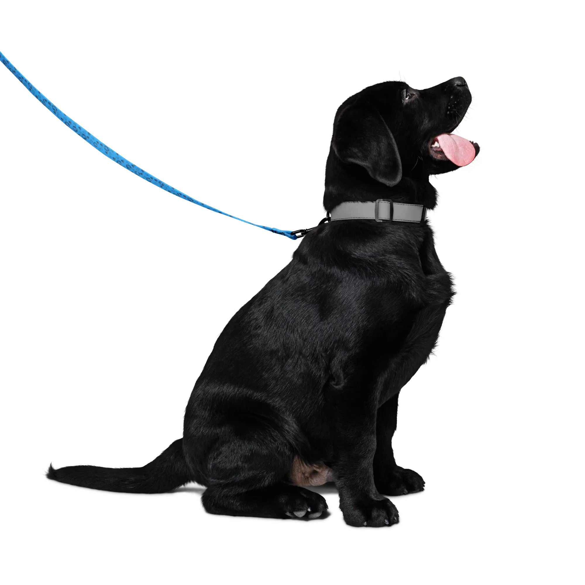 AA All Over Bone Logo Blue Pet Leash