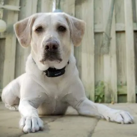 BarkWise™ COMPLETE - Trains Your Dog To Stop Barking - 100% Shock-Free and Humane
