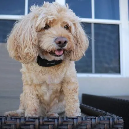 BarkWise™ COMPLETE - Trains Your Dog To Stop Barking - 100% Shock-Free and Humane