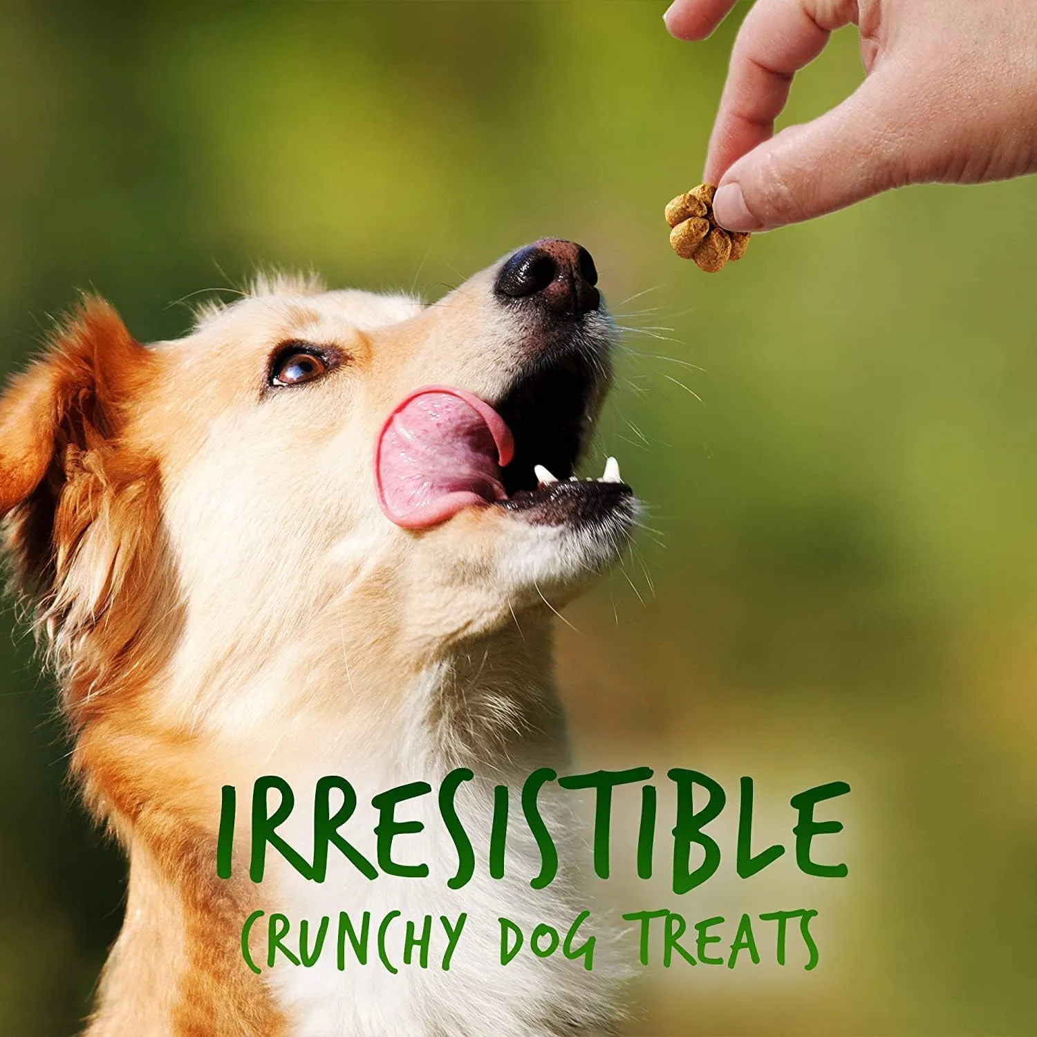 Fruitables Baked Dog Treats, Healthy Pumpkin Treat for Dogs, Low Calorie & Delicious, Free of Wheat, Corn and Soy, Made in the USA, Pumpkin and Apple Flavor, 7oz