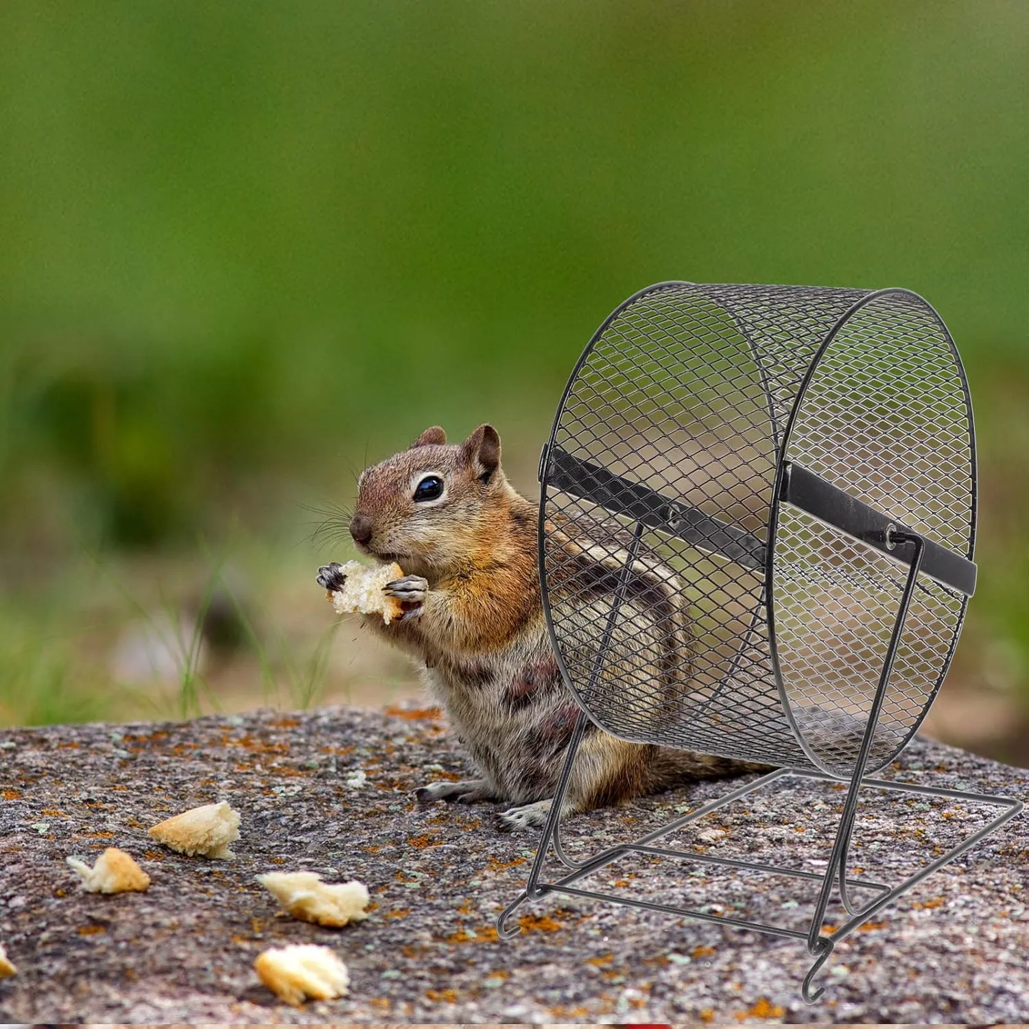 Interesting Hamster Running Wheel - 10 Inch Silent Exercise Wheel for Hamsters, Hedgehogs, and Small Pets with Rack - Fun Hamster Toy for Active Play