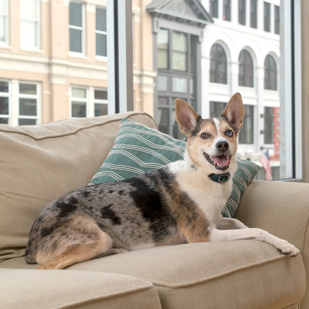 Lite Rechargeable Bark Collar