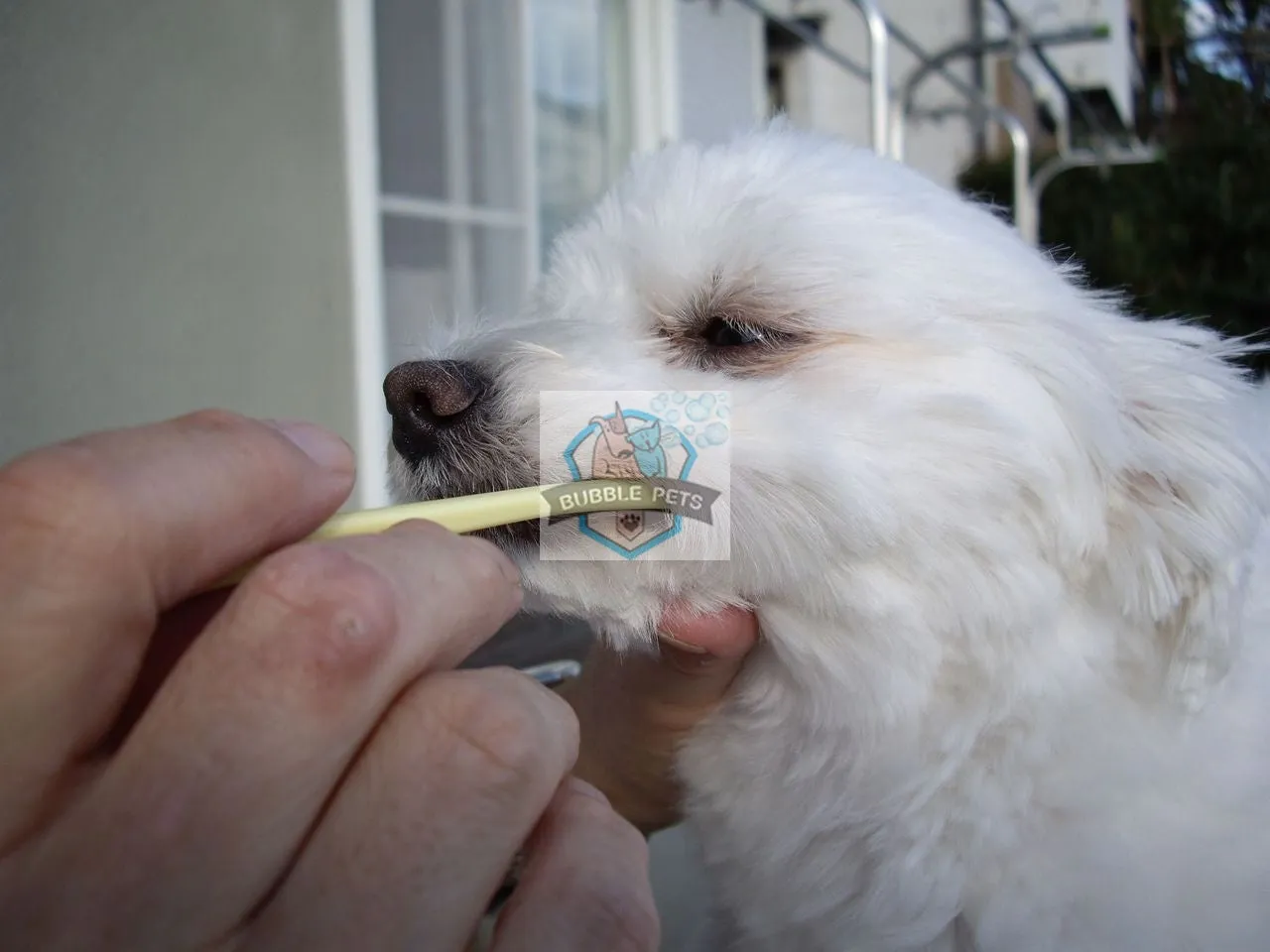 Mind Up Kenko Care Soft Toothbrush "Small-Head" for Dogs