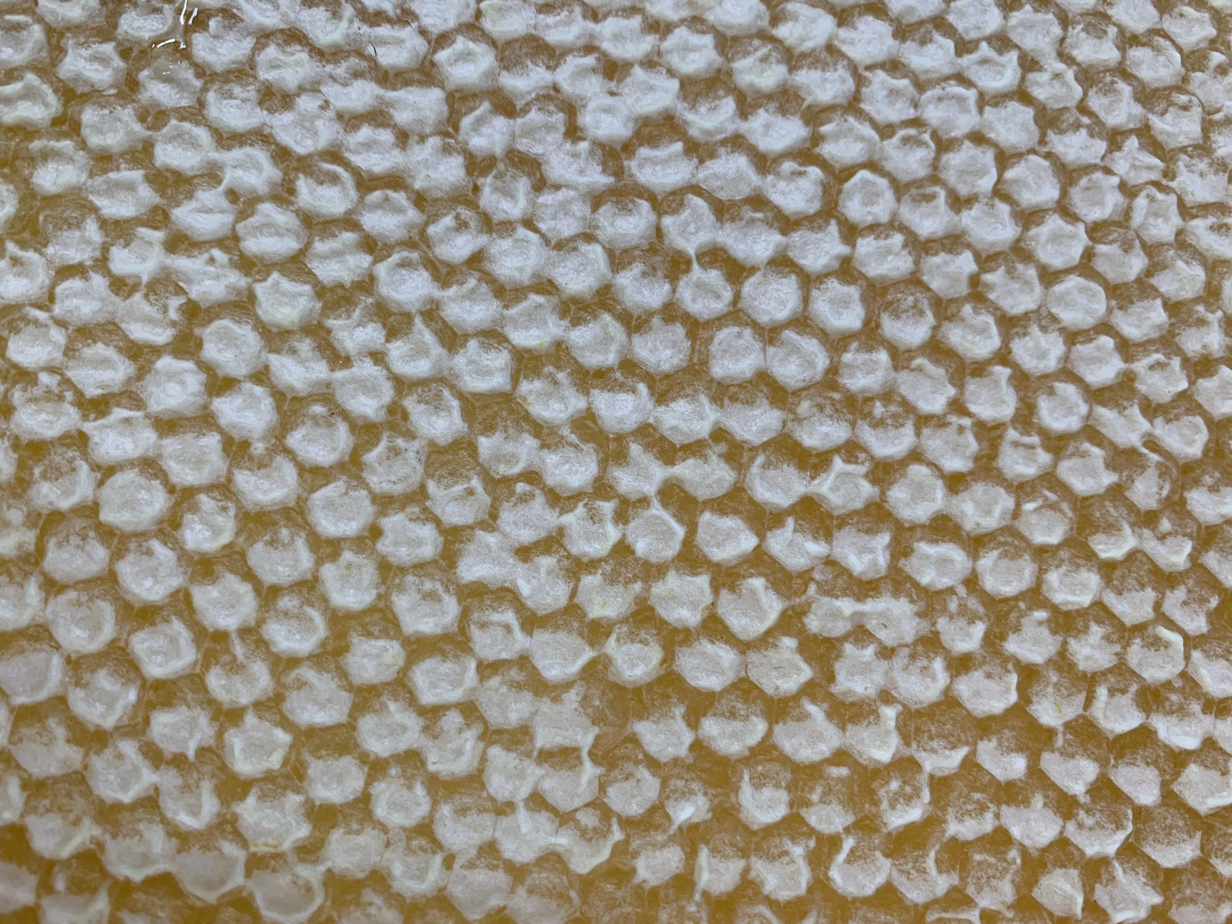 Ontario Raw Comb Honey
