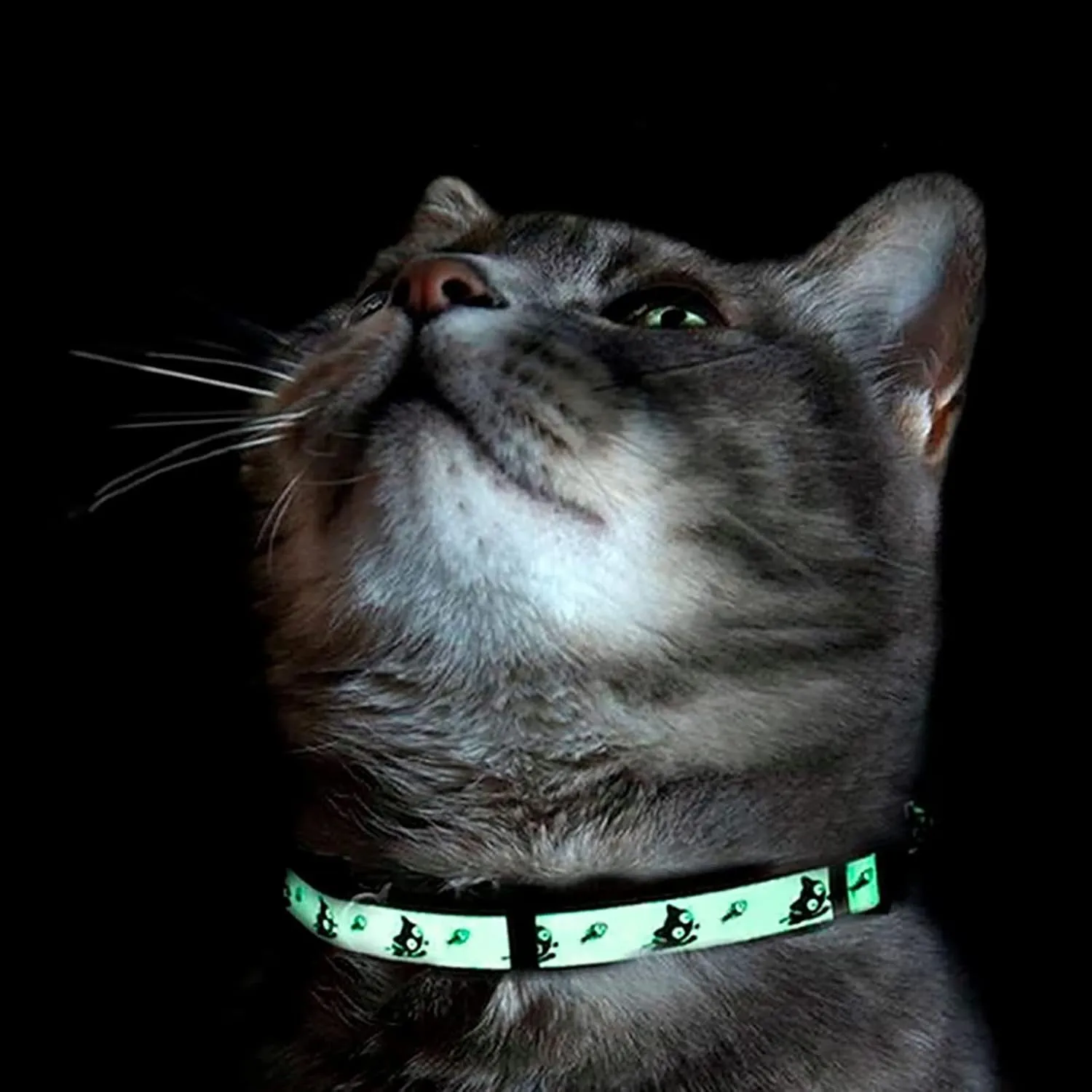 Pawtitas Glow in The Dark Cat Collar with Safety Buckle and Removable Bell Cat Collar Kitten Collar Blue Cat Collar