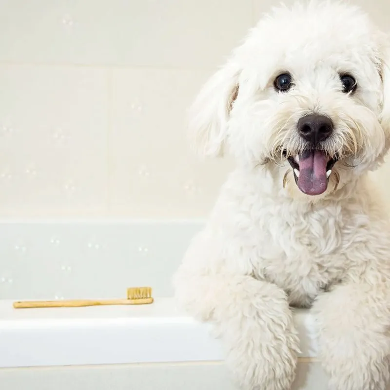 Petique, Eco-Friendly Bamboo Dog Toothbrush